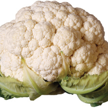 2021 New Season Fresh Vegetable Export With International Certifications Fresh Cauliflower